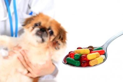Como dar medicamentos aos cães