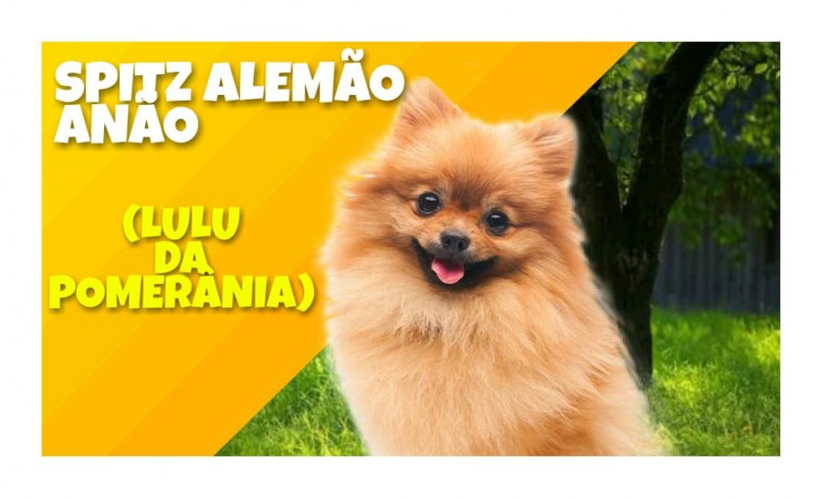 Spitz Alemão - Lulu da Pomerânia