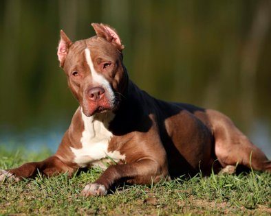 Resistente e confiante! Esse é o Pit Bull.