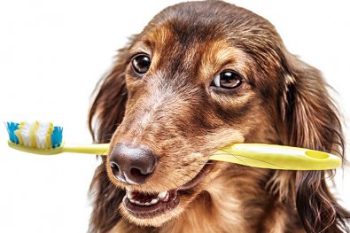 Cuidando dos dentes do melhor amigo!