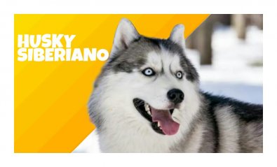 O HUSKY SIBERIANO