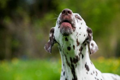 Seu cão é uma máquina de latir?