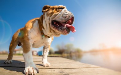 Fique atento com os cães no calor.