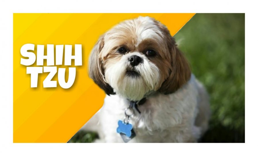 SHIH TZU