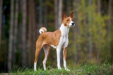 Já viu um cão que não late ? 