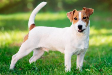 JACK RUSSEL TERRIER