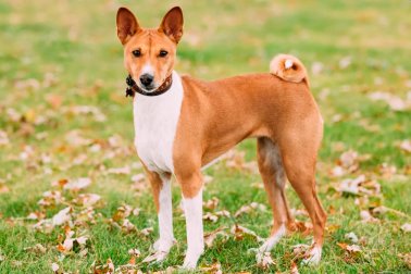 BASENJI