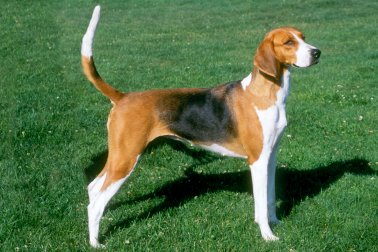 FOXHOUND AMERICANO