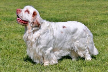 CLUMBER SPANIEL