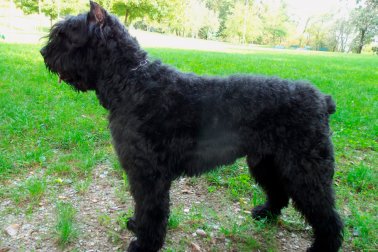 BOUVIER DES FLANDRES