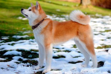 AKITA INU