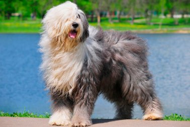 OLD ENGLISH SHEEPDOG