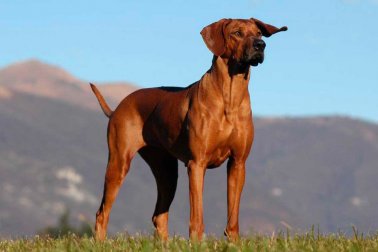 RHODESIAN RIDGEBACK