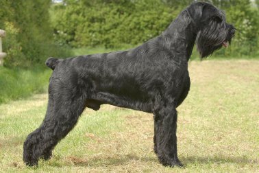 SCHNAUZER GIGANTE