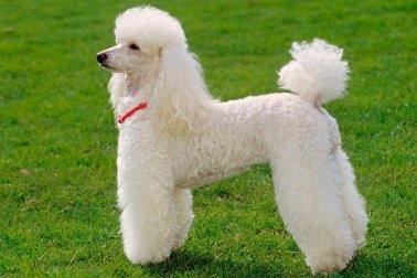 POODLE