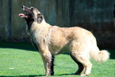 CÃO DA SERRA DA ESTRELA