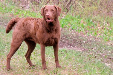 CHESAPEAKE BAY RETRIEVER