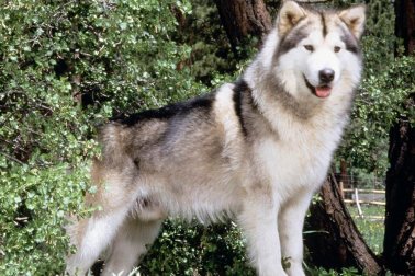 MALAMUTE DO ALASKA