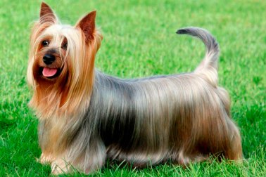 SILK TERRIER