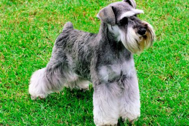 SCHNAUZER MINIATURA