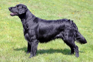 FLAT COATED RETRIEVER