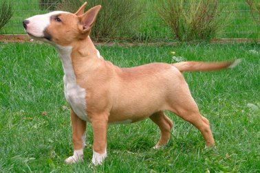 BULL TERRIER MINIATURA