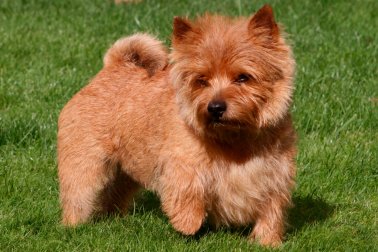 NORWICH TERRIER