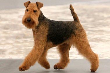 WELSH TERRIER