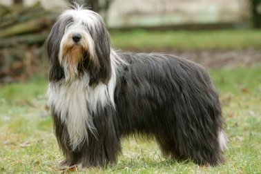 BEARDED COLLIE