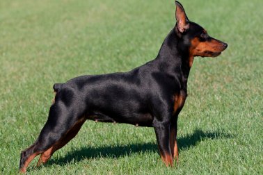 PINSCHER MINIATURA