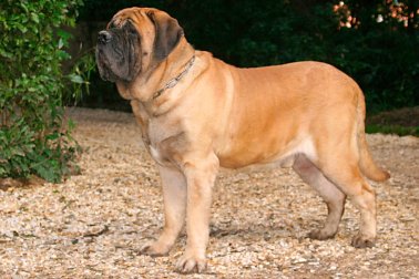 MASTIFF INGLÊS