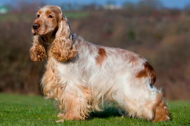 COCKER SPANIEL INGLÊS