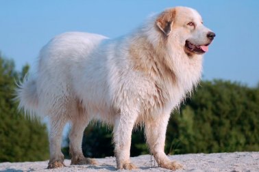 CÃO DAS MONTANHAS DOS PIRINEUS