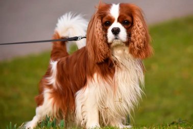 CAVALIER KING CHARLES SPANIEL