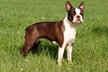 BOSTON TERRIER