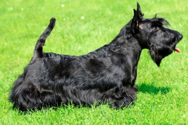 SCOTTISH TERRIER