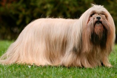 LHASA APSO