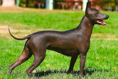 XOLOITZCUINTLI - PELADO MEXICANO