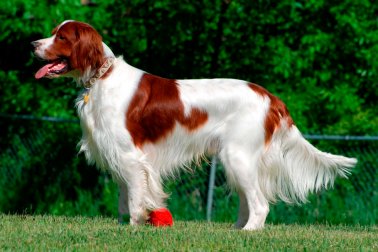 SETTER IRLANDÊS VERMELHO E BRANCO