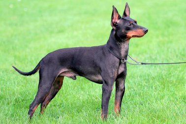 MANCHESTER TERRIER