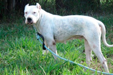 DOGO ARGENTINO