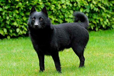 SCHIPPERKE