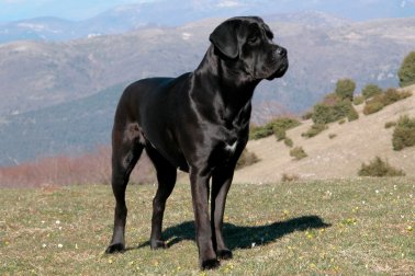 CANE CORSO