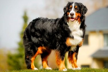 BERNESE MOUNTAIN DOG