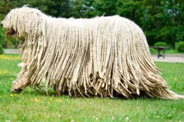 KOMONDOR