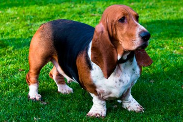 BASSET HOUND