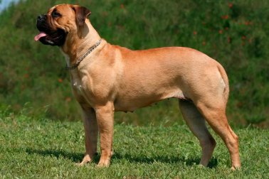 BULLMASTIFF