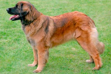 LEONBERGER