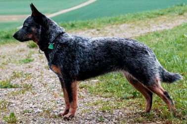 AUSTRALIAN CATTLE DOG