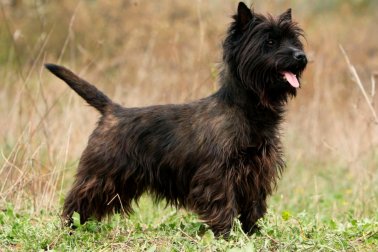 CAIRN TERRIER